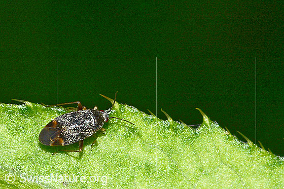 Foto: Braunschwarze Nesselweichwanze (Plagiognathus arbustorum). Länge 4.5mm. Ansicht von oben.