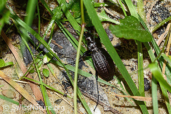 Photo: Carabus granulatus. Length 17 - 23mm. View from diagonally above.