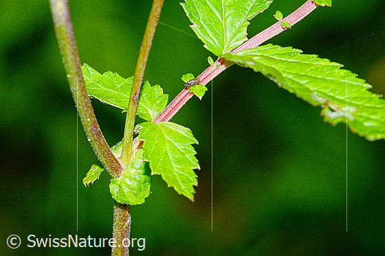 Photo: Filipendula ulmaria. Stem and leaf.