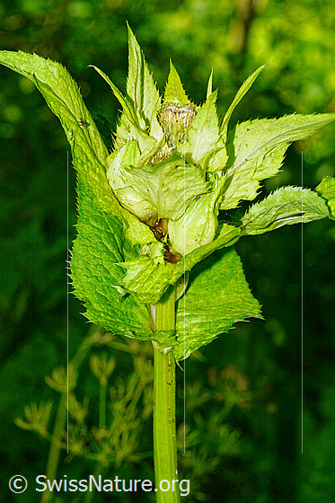 Foto: Kohldistel (Cirsium oleraceum)