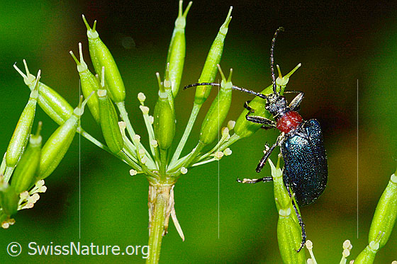 Photo: Gaurotes virginea. Length 10mm. View from diagonally above.