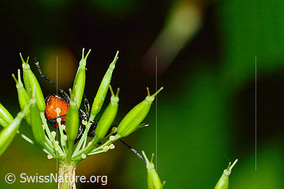 Photo: Gaurotes virginea. Length 10mm. View from below.