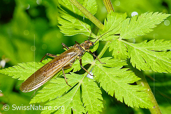 Foto: Bach-Perlensteinfliege (Perla marginata). Weibchen. Länge: 30mm. Ansicht von seitlich oben.