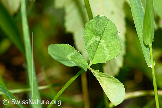 Foto: Kriechender Klee (Trifolium repens). Blätter.