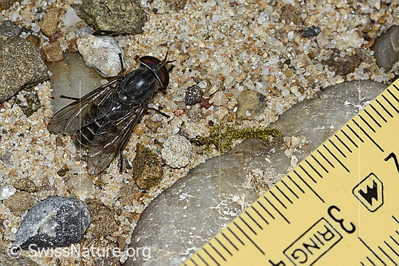 Foto: Gemeine Viehbremse (Tabanus bromius). Länge 15mm. Weibchen. Ansicht von oben.