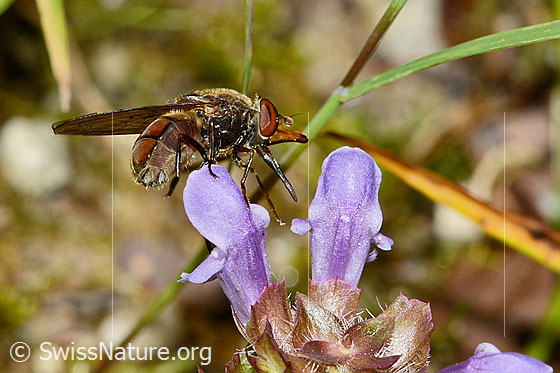 Photo: Rhingia campestris on Prunella vulgaris. Length 11mm. Female. View from the side.