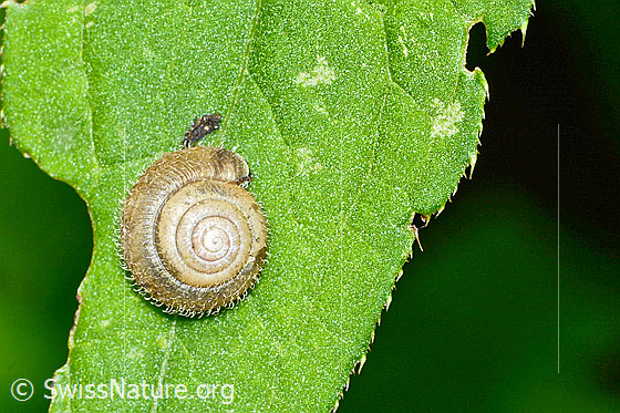 Photo: Trochulus sericeus. Diameter 7mm. View from above.