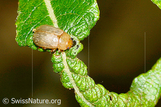 Photo: Gonioctena pallida. Length 5mm. View from above.
