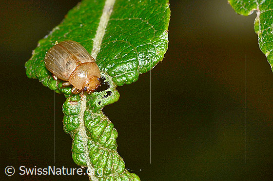 Gonioctena pallida (Blattkäfer)