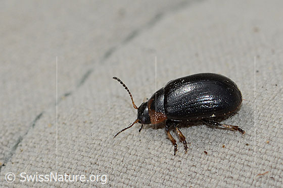 Photo: Probably Gonioctena nivosa (Leaf beetle). Length  6mm. View from the side.