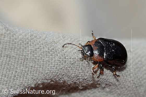 Gonioctena nivosa (Blattkäfer)