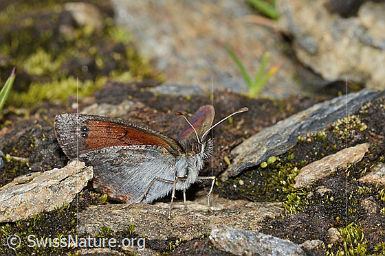 Foto: Wahrscheinlich Schweizer Schillernder Mohrenfalter (Erebia tyndarus). Flügel geöffnet. Ansicht von schräg vorne.