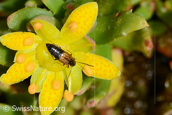 Foto: Anthophagus alpinus (Kurzflügler) auf Bewimpertem Steinbrech (Saxifraga aizoides). Länge 3.5mm. Weibchen. Ansicht von oben.
