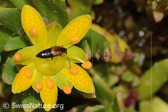 Foto: Anthophagus alpinus (Kurzflügler) auf Bewimpertem Steinbrech (Saxifraga aizoides). Länge 3.5mm. Weibchen. Ansicht von oben.