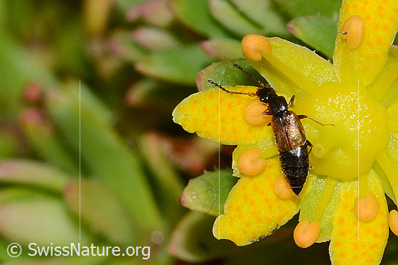 Foto: Anthophagus alpinus (Kurzflügler) auf Bewimpertem Steinbrech (Saxifraga aizoides). Länge 3.5mm. Weibchen. Ansicht von oben.