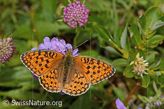 Photo: Fabriciana niobe on Scabiosa lucida. Wings open. View from above.