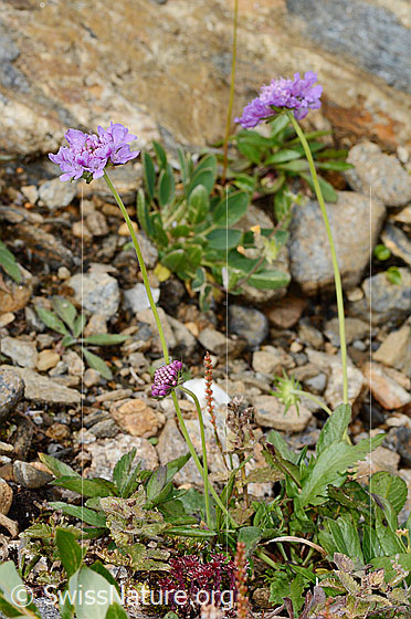 Foto: Glänzende Skabiose (Scabiosa lucida). Ganze Pflanze (Habitus).