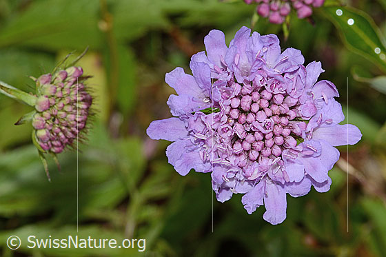 Foto: Glänzende Skabiose (Scabiosa lucida). Blüte. Ansicht von oben.