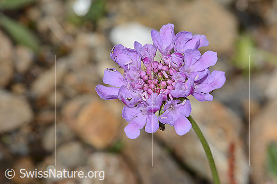 Foto: Glänzende Skabiose (Scabiosa lucida). Blüte und Stängel. Ansicht von schräg oben.
