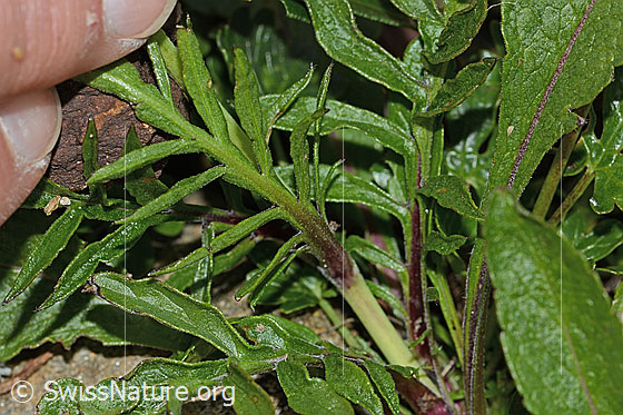 Photo: Scabiosa lucida. Stem leaf. Leaf underside.