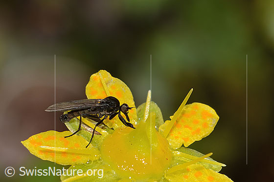Tanzfliege der Gattung Hilara auf Bewimpertem Steinbrech (Saxifraga aizoides)