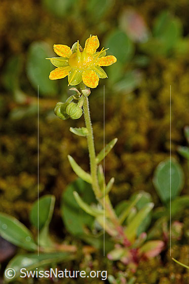 Foto: Bewimperter Steinbrech (Saxifraga aizoides). Blüte, Stängel und Stängelblätter..