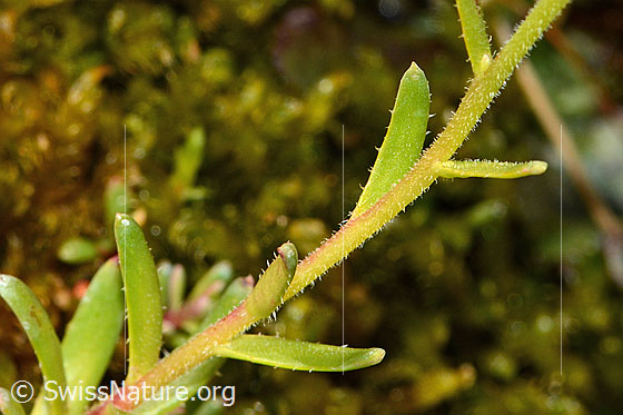 Foto: Bewimperter Steinbrech (Saxifraga aizoides). Stängel und Stängelblätter.