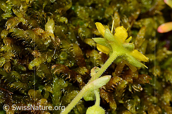 Foto: Bewimperter Steinbrech (Saxifraga aizoides). Kelchblätter und Stängel.