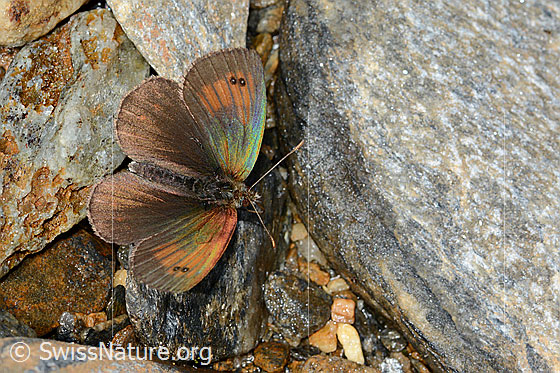Schweizer Schillernder Mohrenfalter (Erebia tyndarus)
