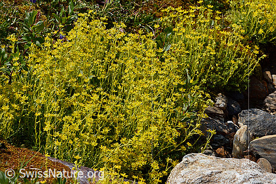 Foto: Bewimperter Steinbrech (Saxifraga aizoides). Ganze Pflanze (Habitus).