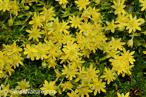 Foto: Bewimperter Steinbrech (Saxifraga aizoides). Blüten.