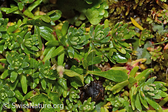 Foto: Bewimperter Steinbrech (Saxifraga aizoides). Blätter.