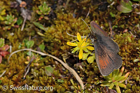 Foto: Schweizer Schillernder Mohrenfalter (Erebia tyndarus) auf Bewimpertem Steinbrech (Saxifraga aizoides). Flügel geöffnet. Ansicht von schräg vorne.