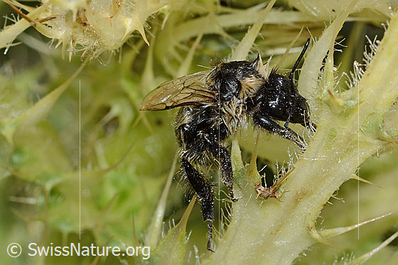 Foto: Nasser Berghummel (Bombus mesomelas) auf Alpen-Kratzdistel (Cirsium spinosissimum). Länge 15mm. Ansicht von schräg vorne.