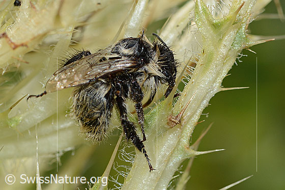 Photo: Wet Bombus mesomelas on Cirsium spinosissimum. Length 15mm. View from the side.