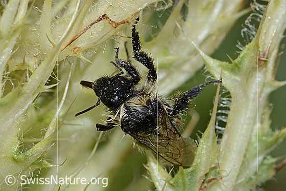 Photo: Wet Bombus mesomelas on Cirsium spinosissimum. Length 15mm. View from above.