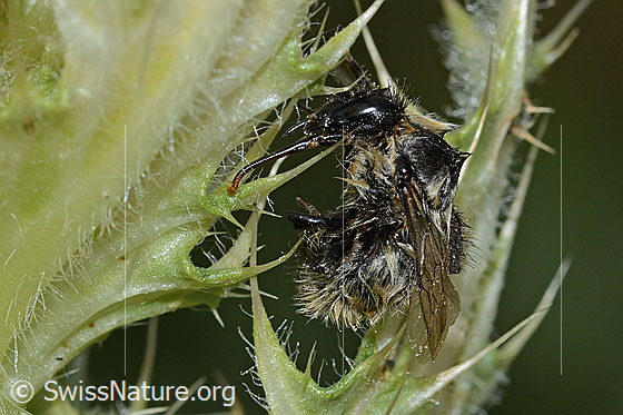 Foto: Nasser Berghummel (Bombus mesomelas) auf Alpen-Kratzdistel (Cirsium spinosissimum). Länge 15mm. Ansicht von der Seite.