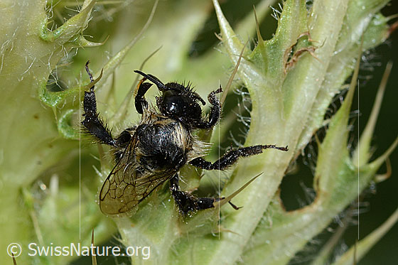 Foto: Nasser Berghummel (Bombus mesomelas) auf Alpen-Kratzdistel (Cirsium spinosissimum). Länge 15mm. Ansicht von oben.