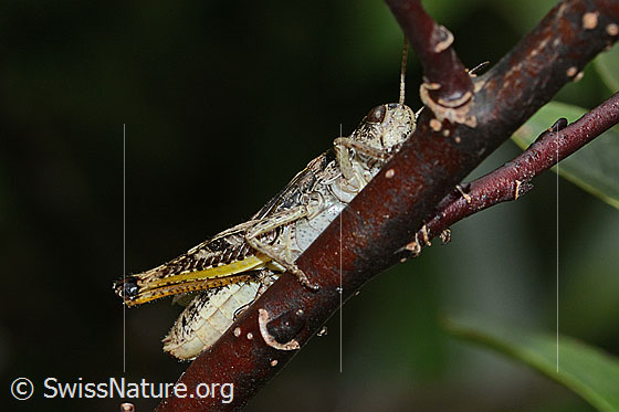 Photo: Gomphocerus sibiricus. View from diagonally below.