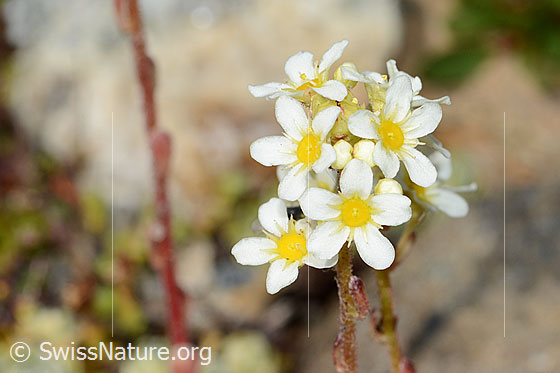 Photo: Saxifraga paniculata. Inflorescence.