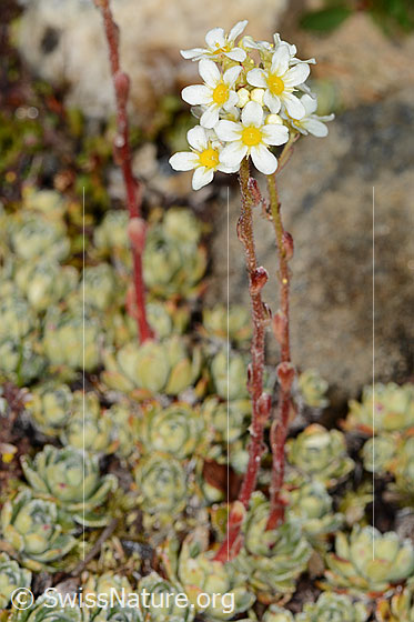 Foto: Trauben-Steinbrech (Saxifraga paniculata). Ganze Pflanze (Habitus).