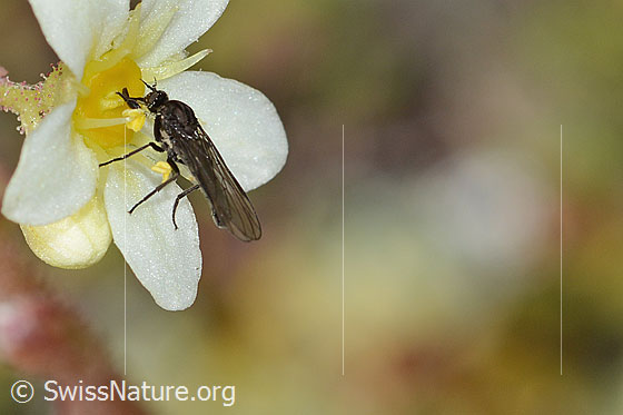 Foto: Tanzfliege der Gattung Hilara auf Trauben-Steinbrech (Saxifraga paniculata). Länge 5mm. Männchen. Ansicht von der Seite.