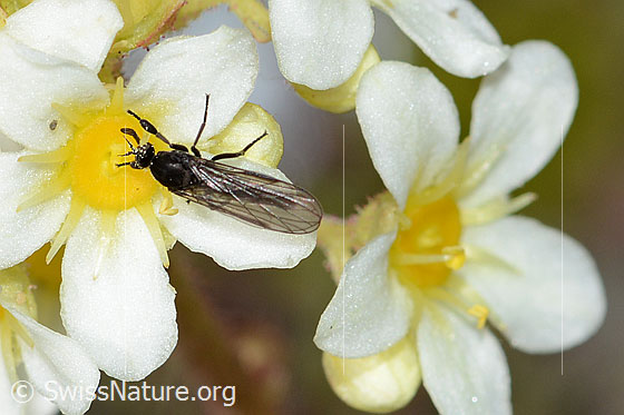 Foto: Tanzfliege der Gattung Hilara auf Trauben-Steinbrech (Saxifraga paniculata). Länge 5mm. Männchen. Ansicht von oben.