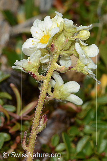 Foto: Trauben-Steinbrech (Saxifraga paniculata). Stängel und Blüten. Ansicht von schräg unten.