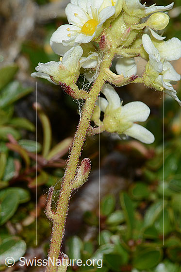 Photo: Saxifraga paniculata. Stangel and stem leaves.