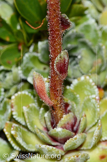 Foto: Trauben-Steinbrech (Saxifraga paniculata). Stängel und Stängelblätter.