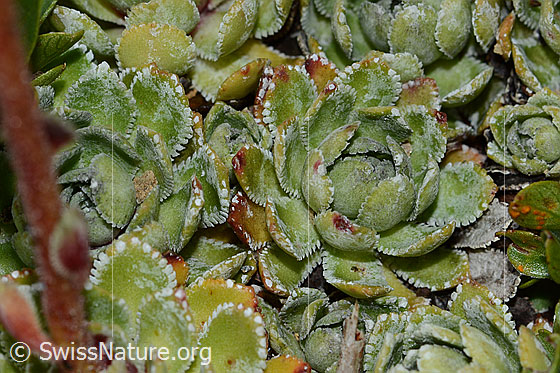 Foto: Trauben-Steinbrech (Saxifraga paniculata). Blattrosetten.