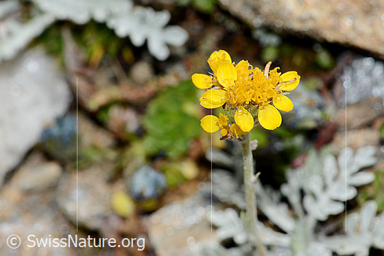 Photo: Senecio incanus. Blossoms.