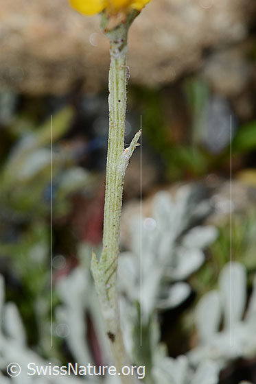 Photo: Senecio incanus. Stem and stem leaves.