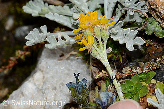 Photo: Senecio incanus. Blossoms, calyxes and stems.